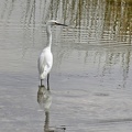 Schmuckreiher (Egretta thula)